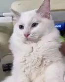 ラグドール【東京都・男の子・2024年5月5日・ブルーポイントバイカラー】の写真2