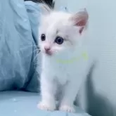 ラグドール【東京都・女の子・2024年5月11日・ブルーリンクスバイカラー】の写真3