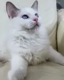 ラグドール【東京都・男の子・2024年5月5日・ブルーポイントバイカラー】の写真3