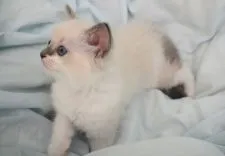 ラグドール【東京都・女の子・2021年4月25日・ブルーポイントバイカラー】の写真4「横顔も美人さん。」