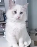 ラグドール【東京都・男の子・2025年8月2日・ブルーリンクスポイントバイカラー】の写真6