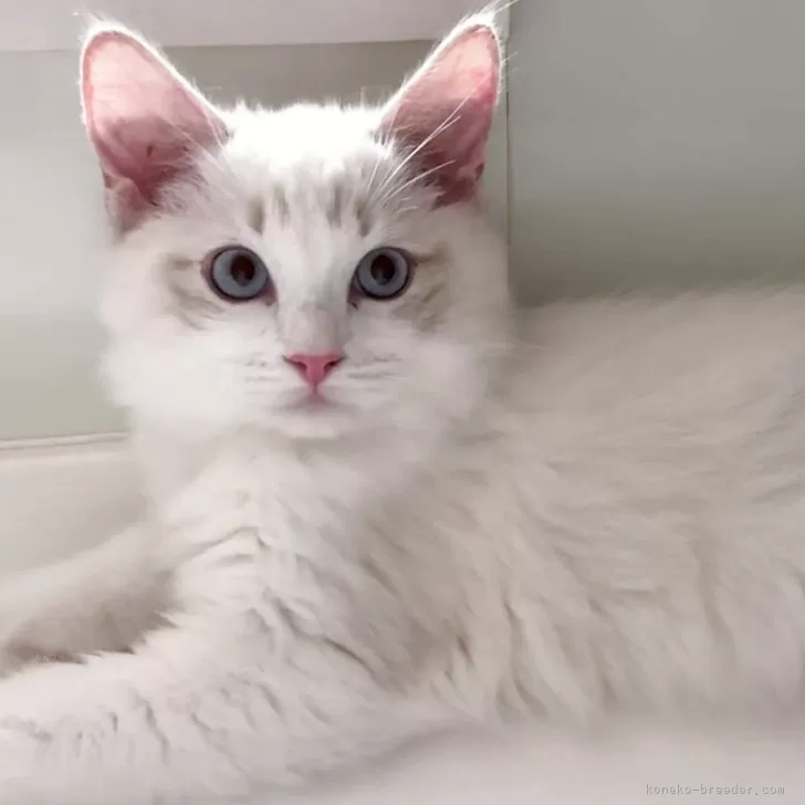 ID:2504-02687の子猫