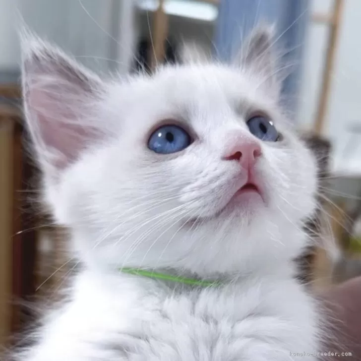 ID：2604-00518の子猫