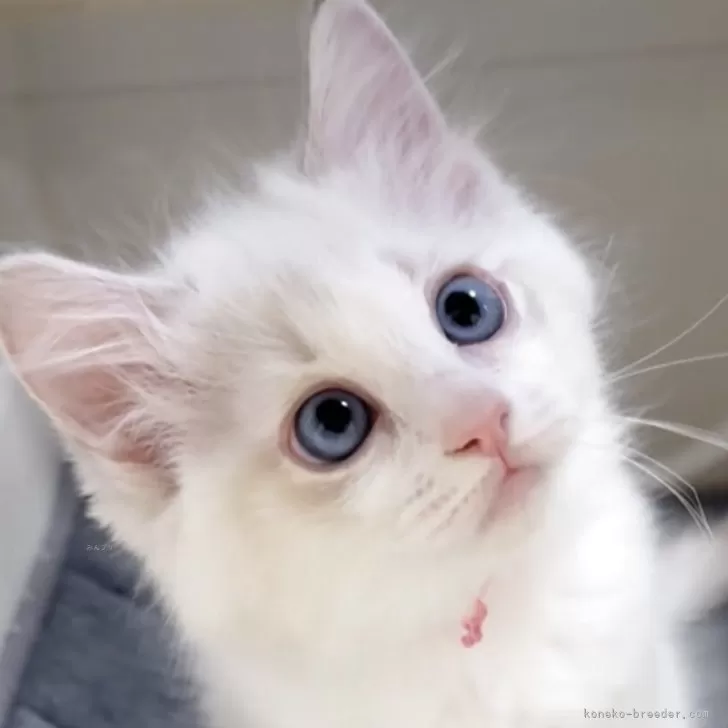 ID：2510-02194の子猫