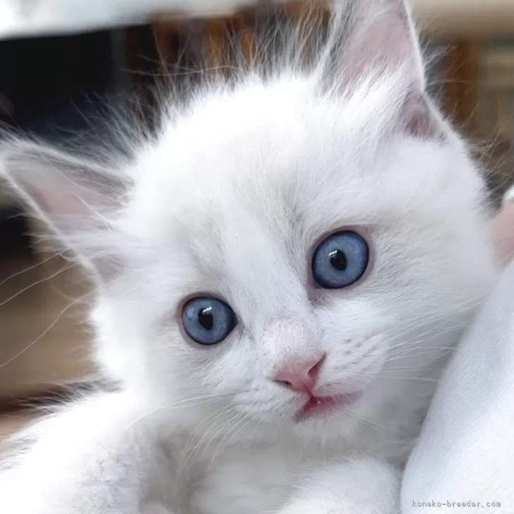 ID：2601-01239の子猫