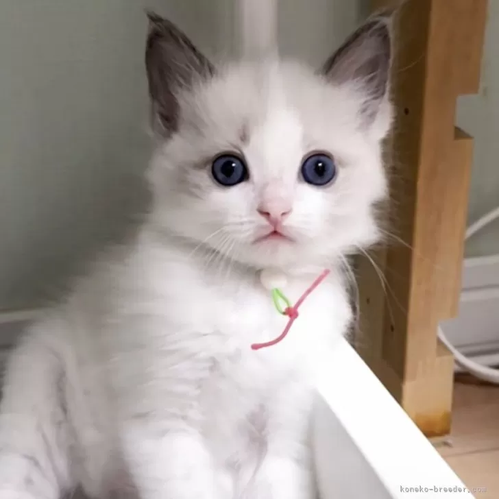 ID：2505-03320の子猫