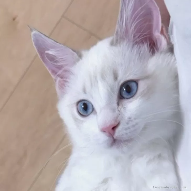 ID：2604-00516の子猫