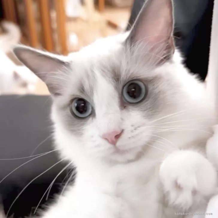 ID:2505-03915の子猫