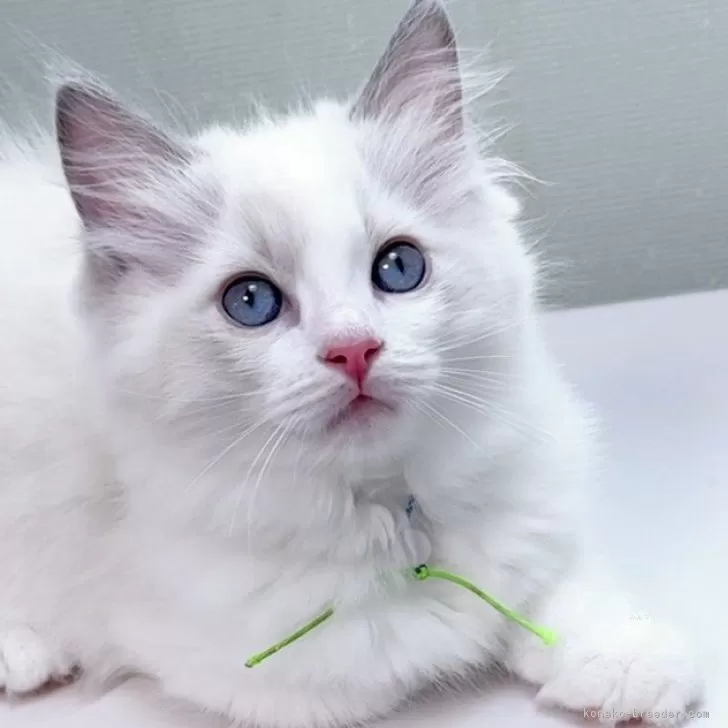 ID：2506-02490の子猫