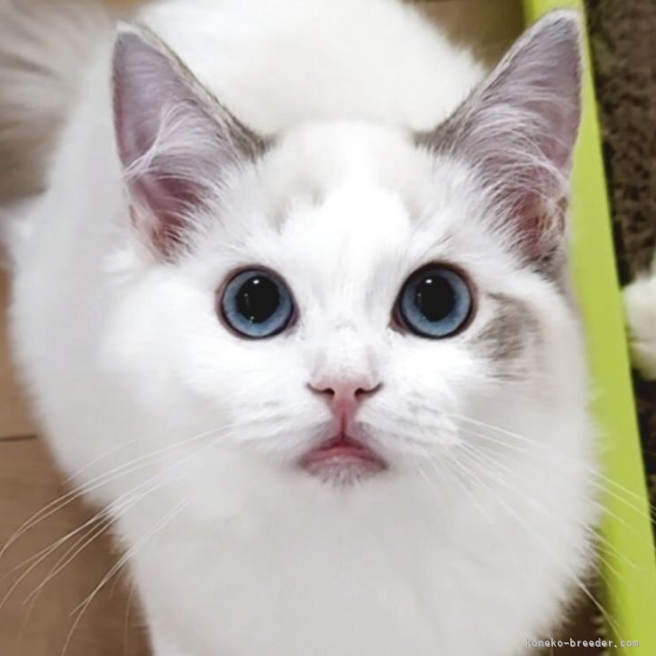 ブリーダー画像