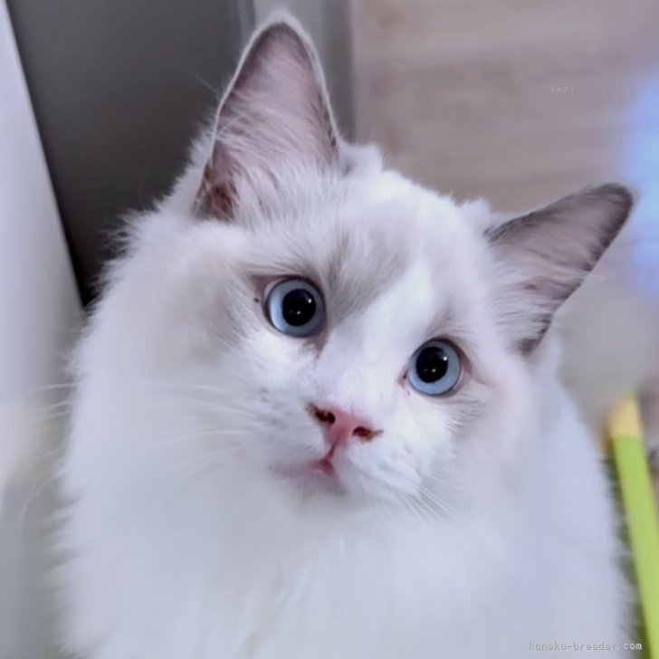 猫飼いたい様　N. HOOLYWOOD 青 トレーナー 春 2023 猫飼いたい様 N. HOOLYWOOD 青 トレーナー 春 2023