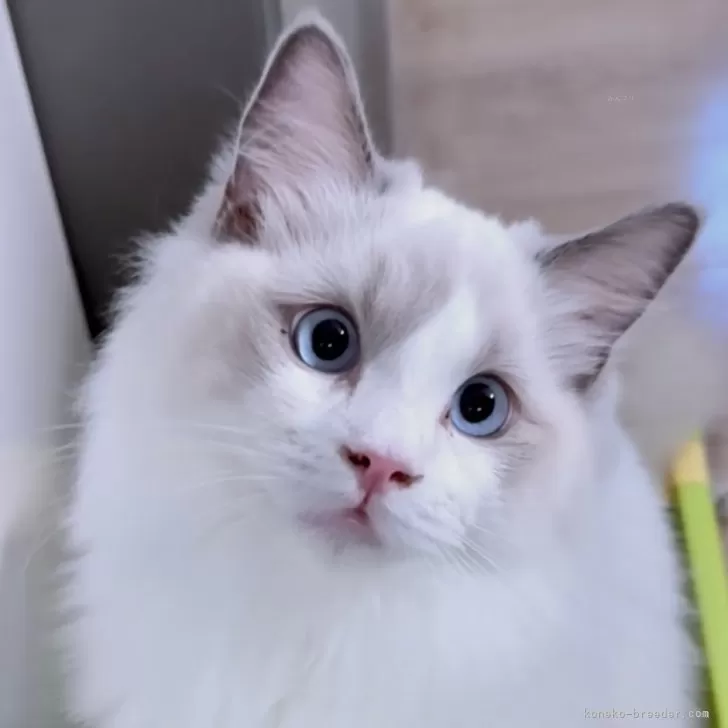 ID:2409-02854の子猫