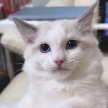 ラグドール【東京都・男の子・2024年10月6日・ブルーポイントバイカラー】の写真「かわいいお顔の男の子です」
