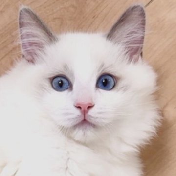 ラグドール【東京都・男の子・2025年8月2日・ブルーポイントバイカラー（長毛）】の写真「甘いお顔の甘えん坊な男の子です。」