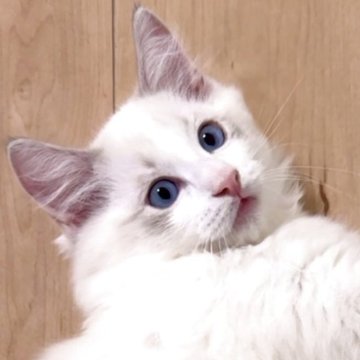 ラグドール【東京都・男の子・2025年8月17日・ブルーリンクスポイントバイカラー（長毛）】の写真「希少なリンクスカラーのかわいいお顔の男の子です。」