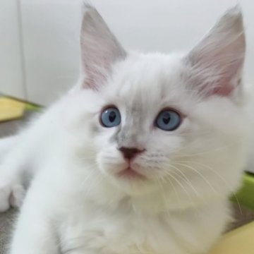 ラグドール【東京都・男の子・2025年8月17日・ブルーリンクスポイント（長毛）】の写真「希少なリンクスカラー、綺麗な顔立ちです」