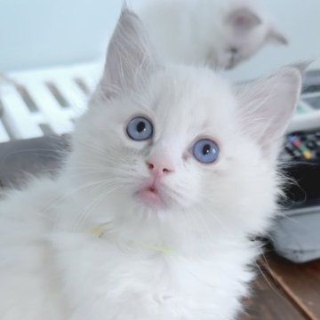 ラグドール【東京都・男の子・2025年8月17日・ブルーリンクスポイントバイカラー（長毛）】の写真「希少なリンクスカラーでくりくりお目目の甘えん坊」