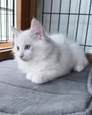 ラグドール【東京都・男の子・2025年8月17日・ブルーリンクスポイントバイカラー】の写真6