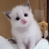 ラグドール【東京都・男の子・2025年4月21日・ブルーポイントバイカラー】の写真11