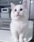 ラグドール【東京都・男の子・2025年8月2日・ブルーリンクスポイントバイカラー】の写真4