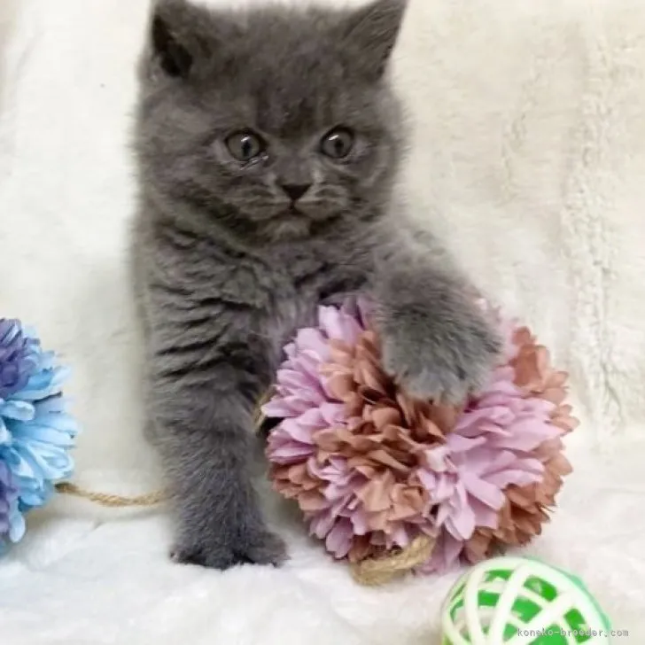 ID：2304-00394の子猫