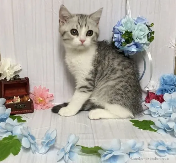 ID：2101-00275の子猫