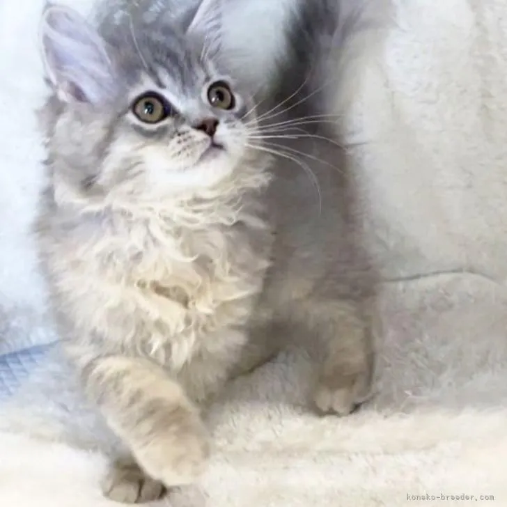 かおる 様のお迎えした子猫