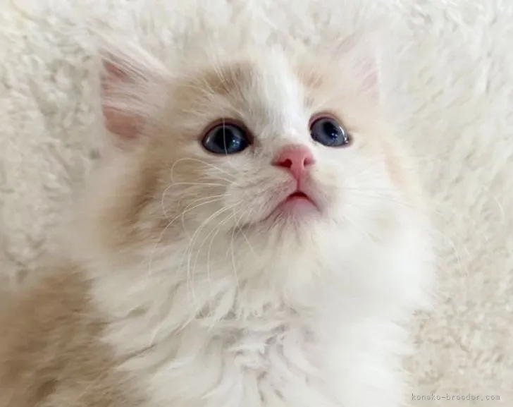 ID：2206-01166の子猫