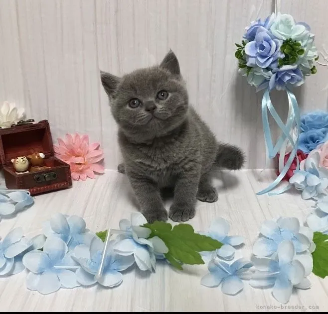 ID：2104-01873の子猫