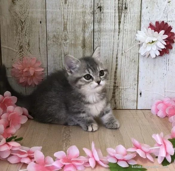 ID：2004-01864の子猫