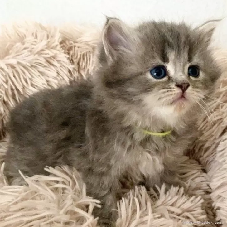 ID：2404-00167の子猫