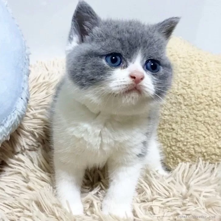 ID:2404-03715の子猫
