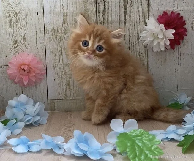 ID：2009-01595の子猫