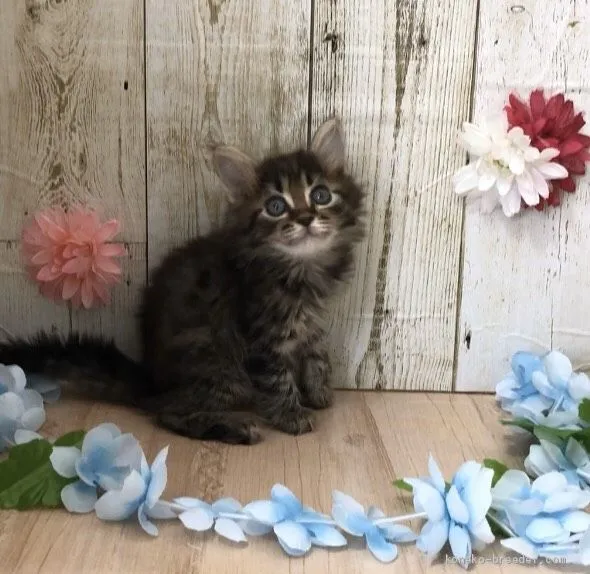 ID:2005-00165の子猫