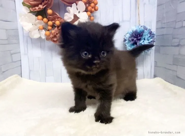 ID：2203-01244の子猫