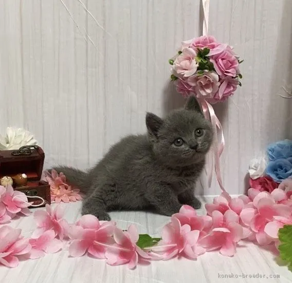 ID：2103-01361の子猫