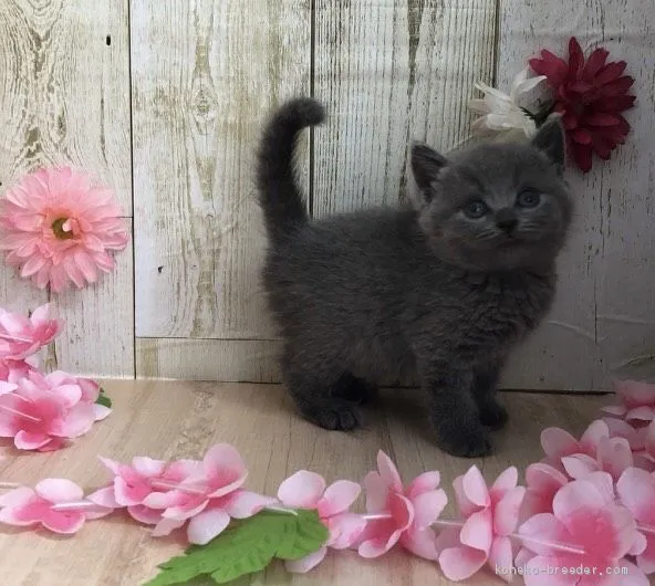 ID:2006-01765の子猫