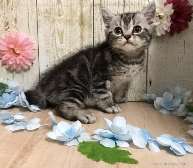 ひとみ 様のお迎えした子猫