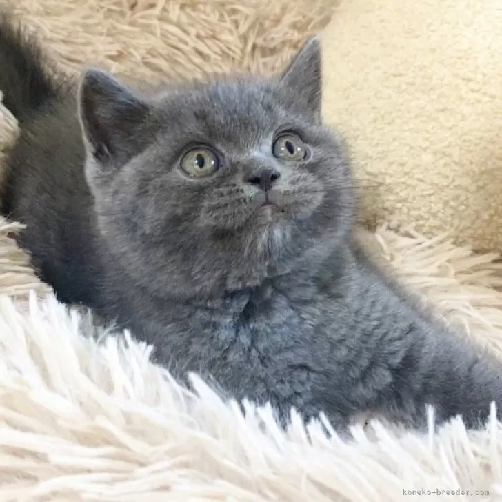 ID：2405-01683の子猫