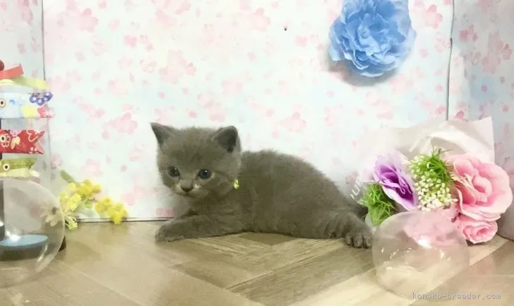 ID:2204-01211の子猫