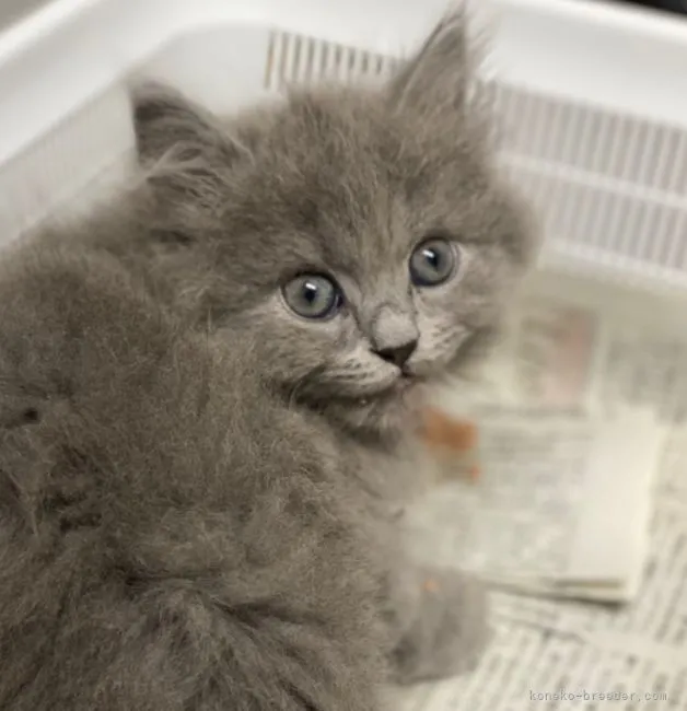 ID：2204-01208の子猫