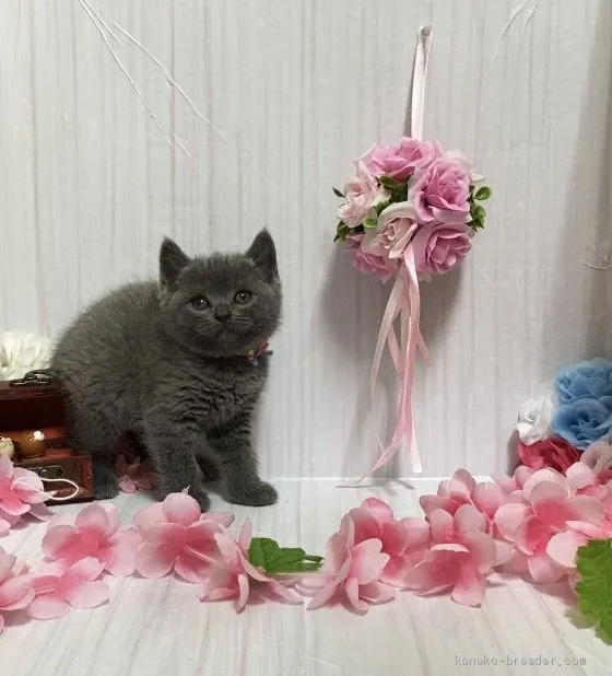 ID：2103-01360の子猫
