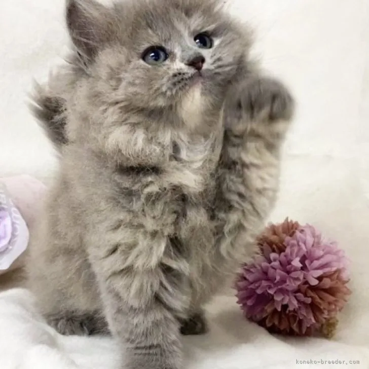 ID：2307-02798の子猫