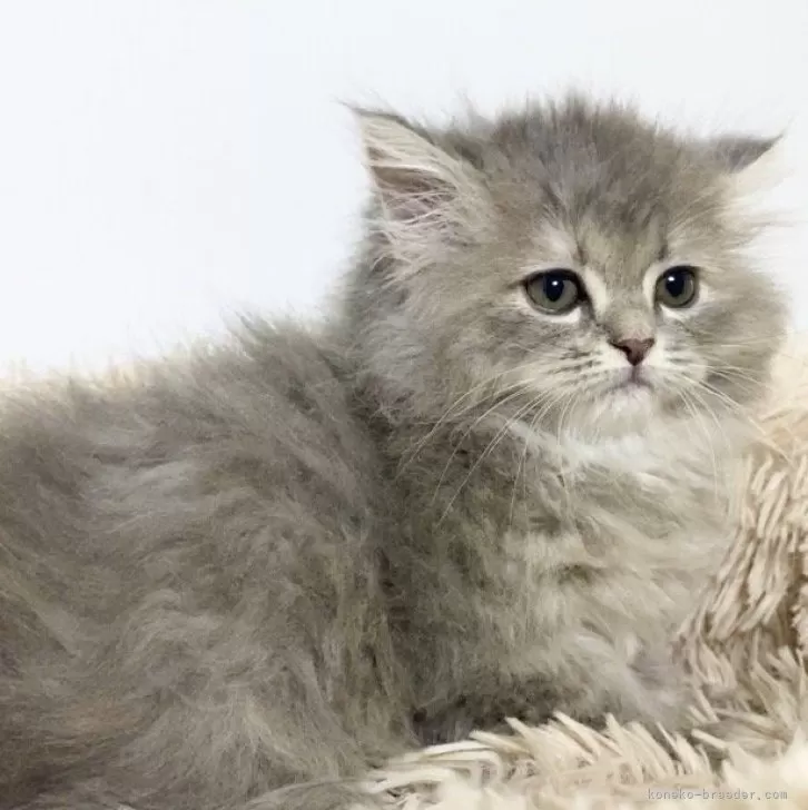 ID：2406-00963の子猫