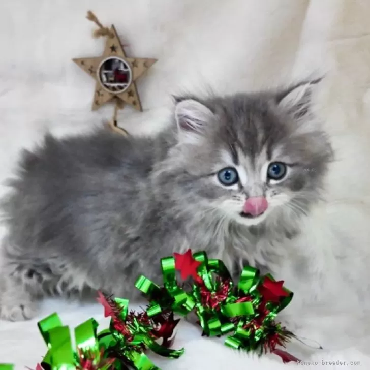 ID：2410-02403の子猫