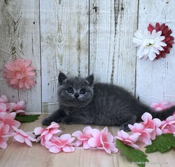 ID：2004-01183の子猫