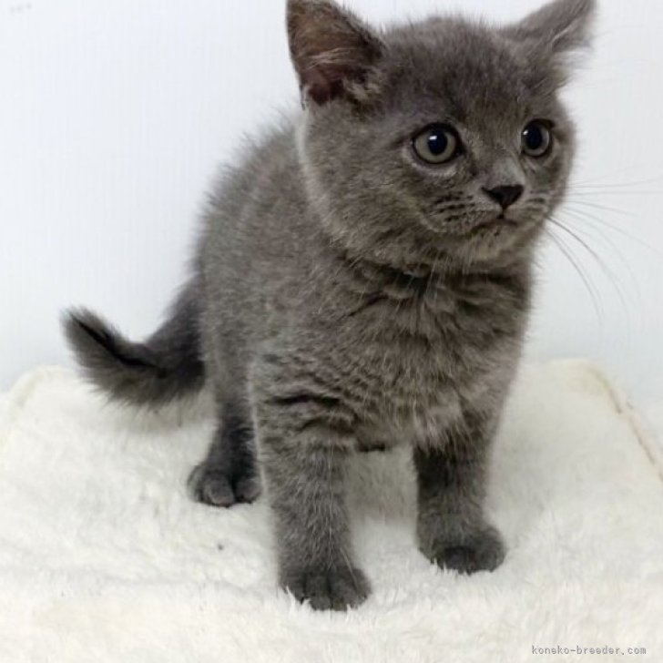 cat_img_1_dca62241d4b5.jpg