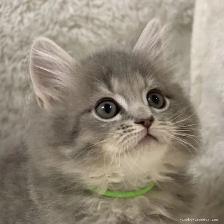 ベイリーママ 様のお迎えした子猫