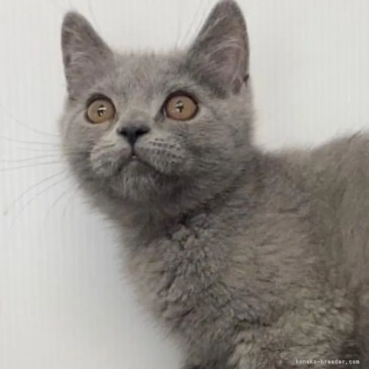 ID：2206-02809の子猫