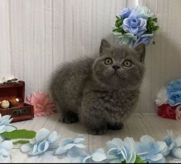 マンチカン【宮崎県・男の子・2021年5月26日・ブルー】の写真「まん丸ブリブリしている短足の男の子🐈」